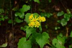 Sinosenecio oldhamianus