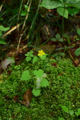 Sinosenecio oldhamianus