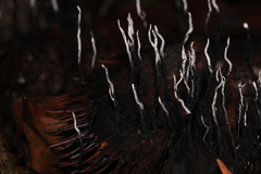 Xylaria culleniae