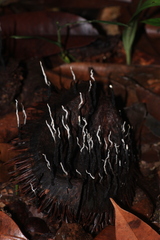 Xylaria culleniae