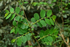 Glochidion billardierei