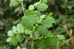 Glochidion billardierei