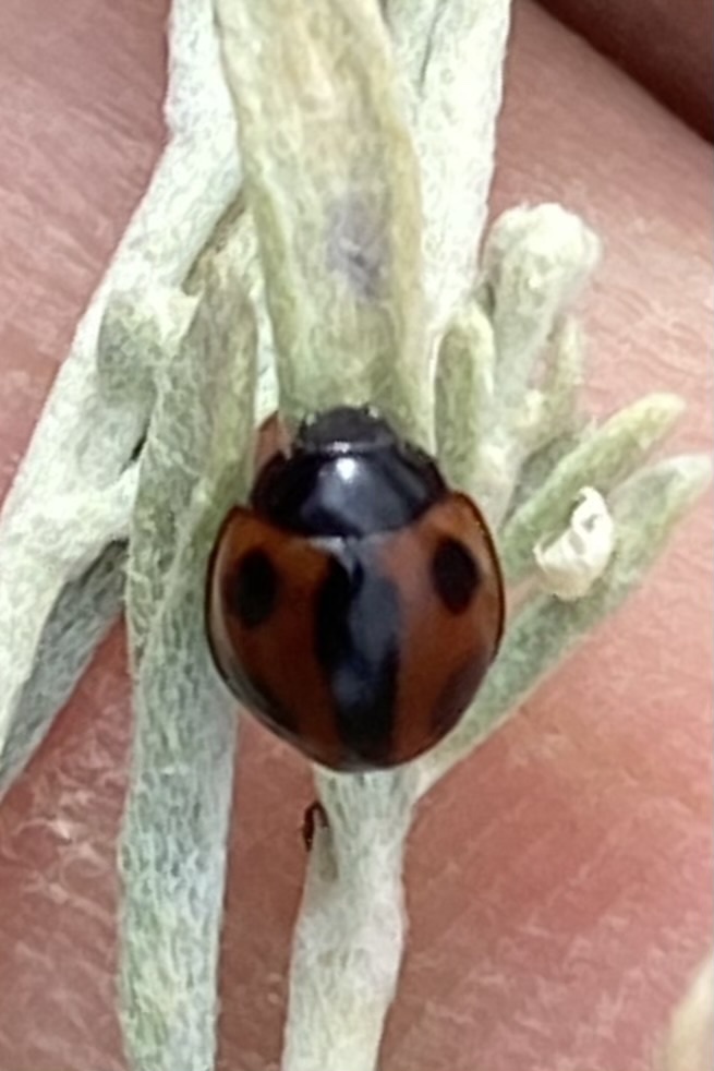 Winter Lady Beetle