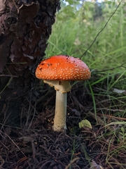 Amanita muscaria flavivolvata