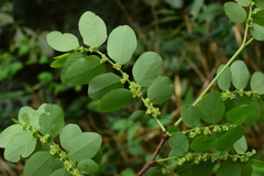 Glochidion billardierei