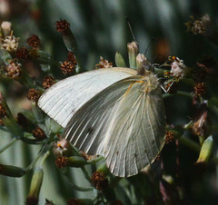Dixeia charina