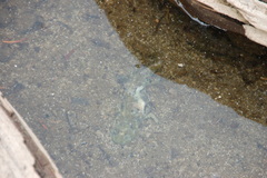 Dicamptodon tenebrosus