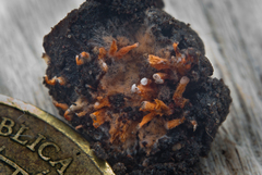 Rhizostilbella hibisci