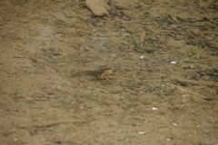 Dicamptodon tenebrosus