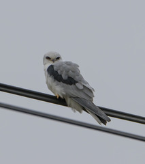 Elanus leucurus leucurus