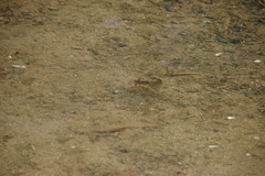 Dicamptodon tenebrosus