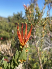 Lambertia multiflora