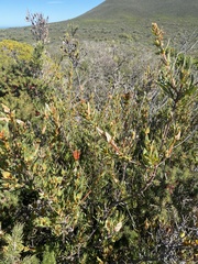 Lambertia multiflora