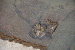 Rana cascadae