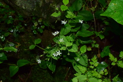 Stellaria vestita