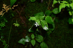 Stellaria vestita