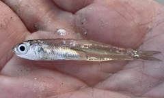 Anchoa