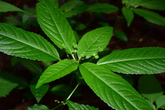 Mercurialis leiocarpa