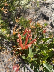 Lambertia multiflora