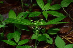 Mercurialis leiocarpa