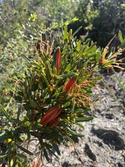 Lambertia multiflora
