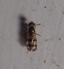 Chaetopsis fulvifrons