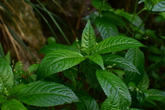 Mercurialis leiocarpa