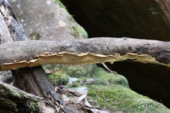 Oxychaete cervinogilva