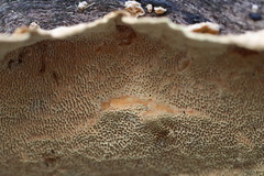 Oxychaete cervinogilva