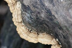 Oxychaete cervinogilva