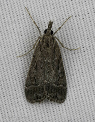 Eudonia rectilinea