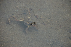 Rana cascadae