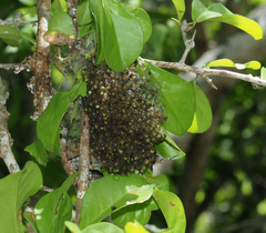 Agalychnis dacnicolor