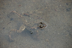 Rana cascadae