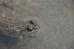Rana cascadae