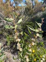 Hakea anadenia