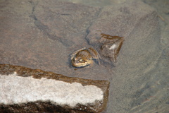 Rana cascadae