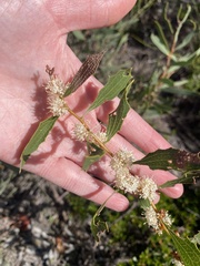 Hakea anadenia