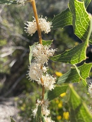 Hakea anadenia