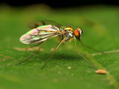 Condylostylus scaber