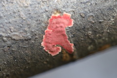 Hymenochaete sphaericola