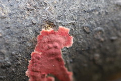 Hymenochaete sphaericola