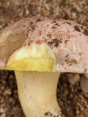 Butyriboletus pulchriceps
