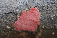 Hymenochaete sphaericola