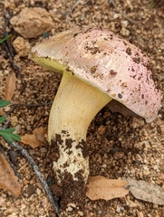 Butyriboletus pulchriceps