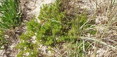 Threlkeldia diffusa