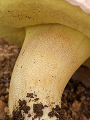 Butyriboletus pulchriceps