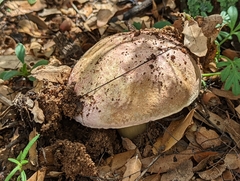 Butyriboletus pulchriceps