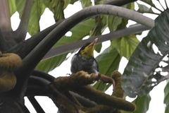 Hemithraupis flavicollis