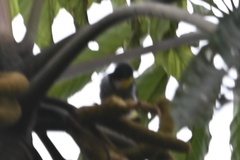 Hemithraupis flavicollis